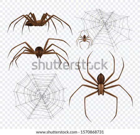 Spiders realistic set on transparent background with detailed images of spidernet and black spiders different angles vector illustration