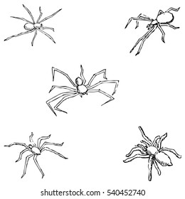 Spiders. A sketch by hand. Pencil drawing