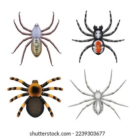 Spiders. Top view scary realistic spiders toxic insects decent vector templates collection