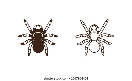 Spider-tarantula. Monochrome contour vector illustration with tarantula spider  in top view. Flat style. Isolated on white background.