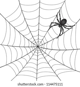 A Spiderweb with Spider on white background. Vector Illustration