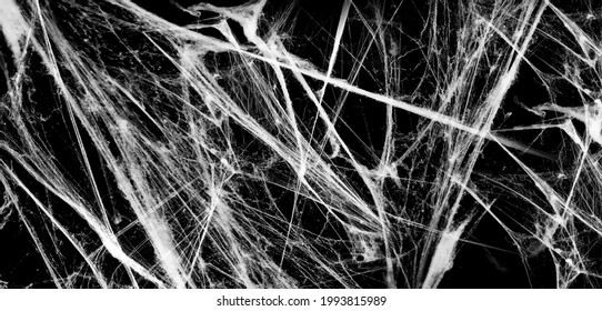 Spiderwebs isolated on black grunge background. Cobweb frame. Halloween party. Texture of spider web. Horror scary Halloween decoration. Gothic style. Panoramic vector black and white illustration