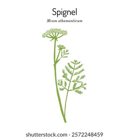 Spignel (Meum athamanticum), edible and medicinal plant. Hand drawn botanical vector illustration