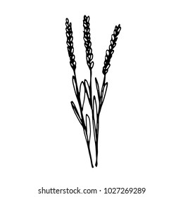 spike cereals sketch vector isolated black