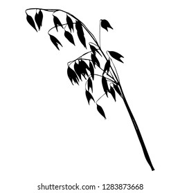 Spike. A dry grass stalk with buds. Oats Oatmeal Vector isolated illustration. Autumn. Summer. Postcard. Green color.