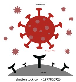 The Spike Protein (RBD) Of Novel Coronavirus Or SARS-CoV-2 Specific Bind To ACE2 Receptor Of The Host Cells. The Red Icon Of COVID-19 (SARS-CoV-2) : Spike Protein(RBD) And ACE2 Receptor Of Human Cell.