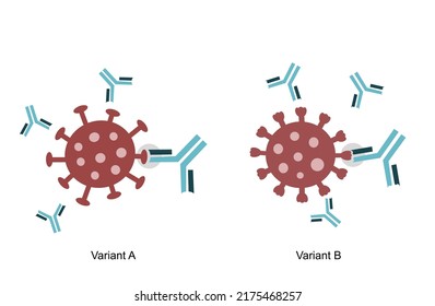 Das Spike Protein (S) wurde mit spezifischen Antikörpern (neutralisierenden Antikörpern) an die Varianten A und B des Pathogenmoleküls gebunden: COVID-19 oder SARS-CoV-2, andere Viren