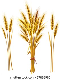 Spike wheat