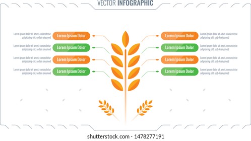 spike, wheat infographic, spike-themed infographic. infographic template