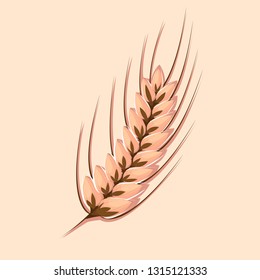 spike of wheat vector illustration