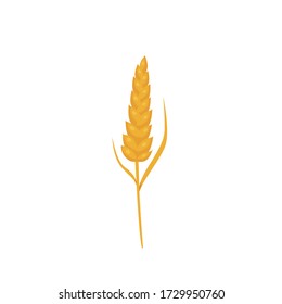 spike of wheat vector illustration