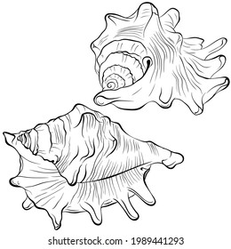 Spiked seashell arbitrary shape from different angles. Vector hand drawn line art illustration isolated on white. Elements for design seafood shop or menu, decor, label. Suitable for coloring book
