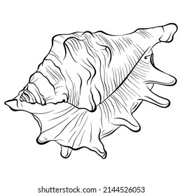 Spiked seashell arbitrary shape top view. Vector hand drawn line art close up illustration isolated on white. Element for design seafood shop or menu, decor, label. Suitable for coloring book.