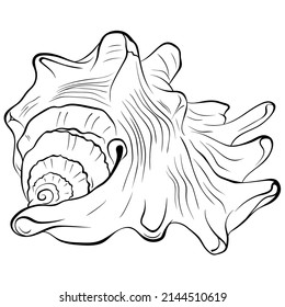 Spiked seashell arbitrary shape. Vector hand drawn line art illustration isolated on white. Element for design seafood shop or menu, decor, label. Suitable for coloring book. Close up illustration