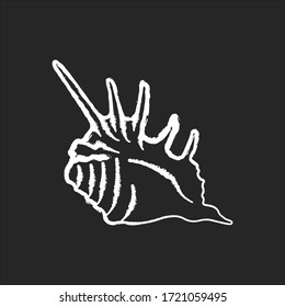 Spiked seashell chalk white icon on black background. Exotic sea shell, conchology Tropical beach souvenir, cockleshell. Empty molluscan conch with spikes isolated vector chalkboard illustration