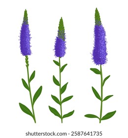 spiked speedwell flowers, Veronica spicata, vector drawing wild plants at white background, floral element, hand drawn botanical illustration