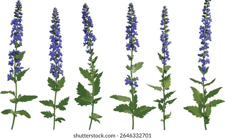 Pontilhado speedwell Veronica spicata isolado recorte, planta de ervas, jardim flores silvestres, planta floração, vegetação prado, espécime botânico, ilustração vetorial.