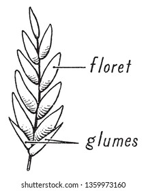 The spikelet is the basic unit of the grass inflorescence, vintage line drawing or engraving illustration.