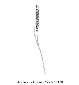 Spikelet, ear of rye, spike of triticale hand drawn vector sketch isolated on white, herbal graphic line art for design package product, medicine, wedding invite, greeting card, cosmetic, bakery shop