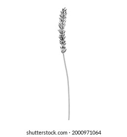 Spikelet, ear of rye, spike of triticale hand drawn vector sketch isolated on white, herbal graphic line art for design package product, medicine, wedding invite, greeting card, cosmetic, bakery shop