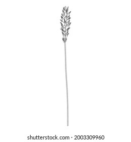 Spikelet, ear of rye, spike of triticale hand drawn vector sketch isolated on white, herbal graphic line art for design package product, medicine, wedding invite, greeting cards, cosmetic, bakery shop