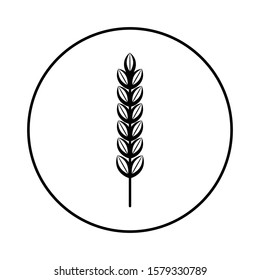 Spikelet of grain crop. Wheat, rye, rice. Vector image isolated on a white background.
