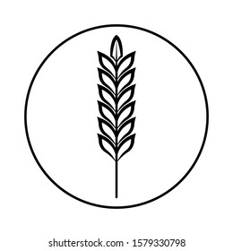 Spikelet of grain crop. Wheat, rye, rice. Vector image isolated on a white background.