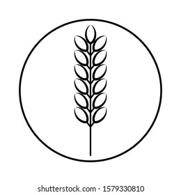 Spikelet of grain crop. Wheat, rye, rice. Vector image isolated on a white background.