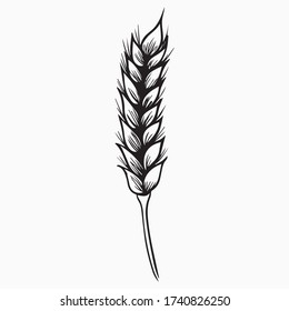 spikelet graphic design vector illustration, icon, art so sketch, flora, food symbol, hand draw, use in print
