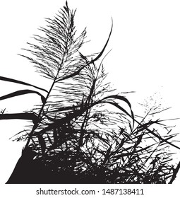 Spikelet silhouette of grass cattail. Grass in the wind Sedge. Bamboo plant. Close-up. Isolated vector illustration. Black on white.