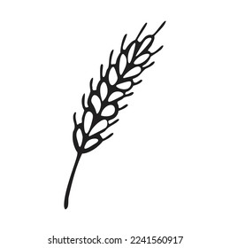 Spikelet  of wheat in doodle style. Simple black and white sketch of wheat, barley or rye stalk for bakery products, flour, package.Vector illustration
