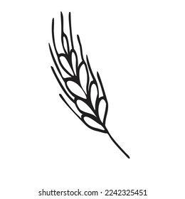 Spikelet  of wheat in doodle style. Simple black and white sketch of wheat, barley or rye stalk for bakery products, flour, package.Vector illustration