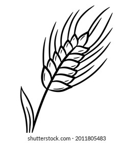 Spikelet of wheat. Hand drawn vector illustration in doodle style, isolated on a white background.