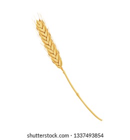 Spikelet with wheat, on a white background, realistic branch with wheat grains for baking design. Vector illustration.