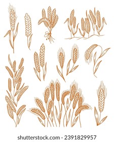 Spikelet of wheat set. Hand drawn vector sketch.