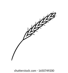 Spikelet.Botanical vector illustration of a plant. Ink drawing in Doodle style. Isolated object on a white background. Decorative element for spring and summer design, wedding, vignettes.