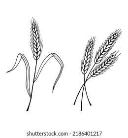 Spikelets, bread, wheat. Vector stock illustration eps10. Outline, isolate on white background. Hand drawn.