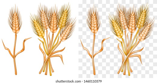Spikelets. Bunch of wheat ears. Whole stalks, organic vegetarian food, packaging element. Fill on white background, on another gradient. White background transparent in EPS. Vector illustration.