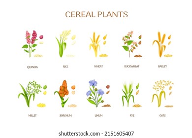 Spikelets of cereal plants. Flour ears, crops agriculture plant rye siberian millet oat, raw barley for beer, cereal sorghum buckwheat, vector illustration. Wheat and barley, sorghum and buckwheat