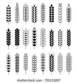 Spikelets or cereal wheat or rye ears vector isolated icons set