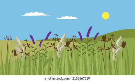 Spikelets and different grass in the steppe fields