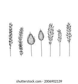 Spikelets, ear of rye, spike of triticale hand drawn vector sketch isolated on white, herbal graphic set for design package product, medicine, wedding invite, greeting card, cosmetic, bakery shop