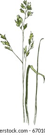 
Spikelets of flowering grass