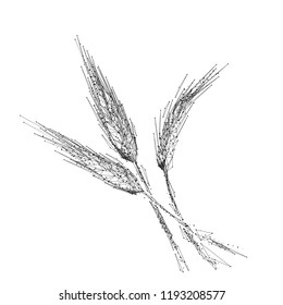 Spikelets. Gluten. Wholewheat Isolated black vector illustration in low-poly style on a white background. The drawing consists of thin lines and dots. Polygonal image on topics of vegetables or food.