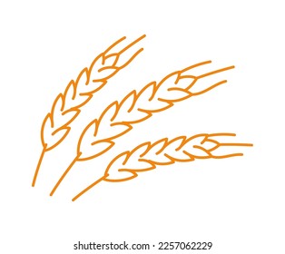 Spikelets of grain. Cereal wheat or rye. Ears of wheat. Vector line icon.