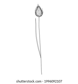 Spikelets, graphic ear, line art spike hand drawn vector sketch isolated on white background, herbal graphic for design package product, medicine, wedding invite, greeting card, cosmetic, bakery shop