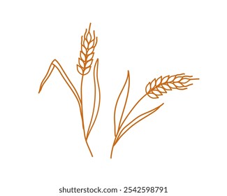 Spikelets. Linear doodle sketch. Leaves, spikes, grass. Hand drawn vector illustration. Cereal wheat, oat and barley ears spikelets, spikes and grains for baking, breakfast. Agricultural product