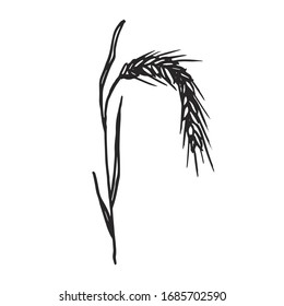spikelets rye sketch drawing on a white background