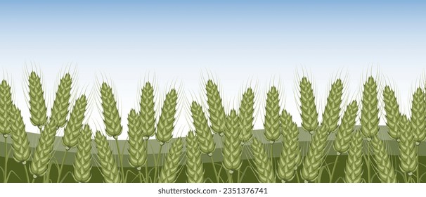 Las espigas de centeno, centeno, trigo caen contra el cielo. Agricultura. Borde horizontal impecable. Vector