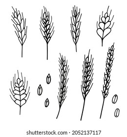 spikelets set, wheat, rye. Vector Doodle illustration for printing, backgrounds, wallpapers, packaging, greeting cards, posters, stickers, textile and seasonal design. Isolated on white background.